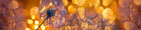 Кухонный фартук Мерцание Одуванчики золотистые 3 серебро в Чебоксарах - cheboksary.katalogmebeli.com | фото